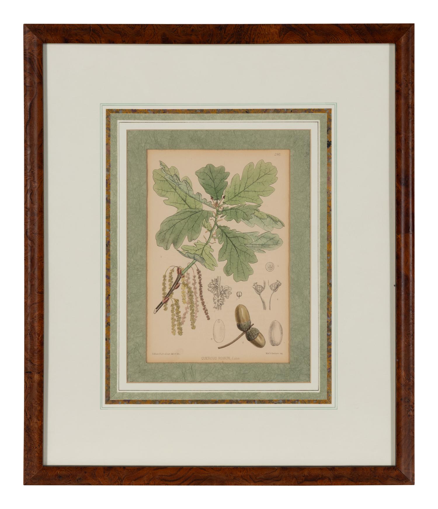 A Set of Eleven Illustrations from Medicinal Plants by Robert Bentley and Henry Trimen