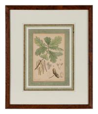A Set of Eleven Illustrations from Medicinal Plants by Robert Bentley and Henry Trimen