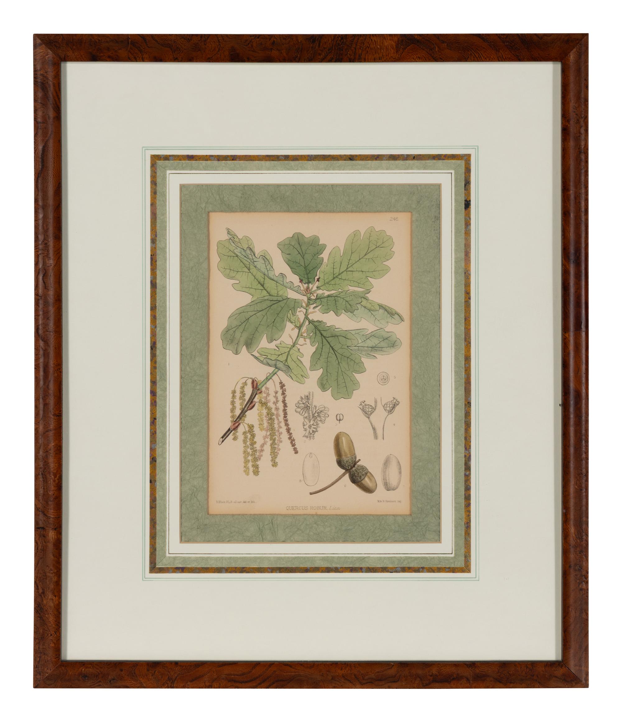 A Set of Eleven Illustrations from Medicinal Plants by Robert Bentley and Henry Trimen
