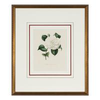A Set of Five French Botanical Prints