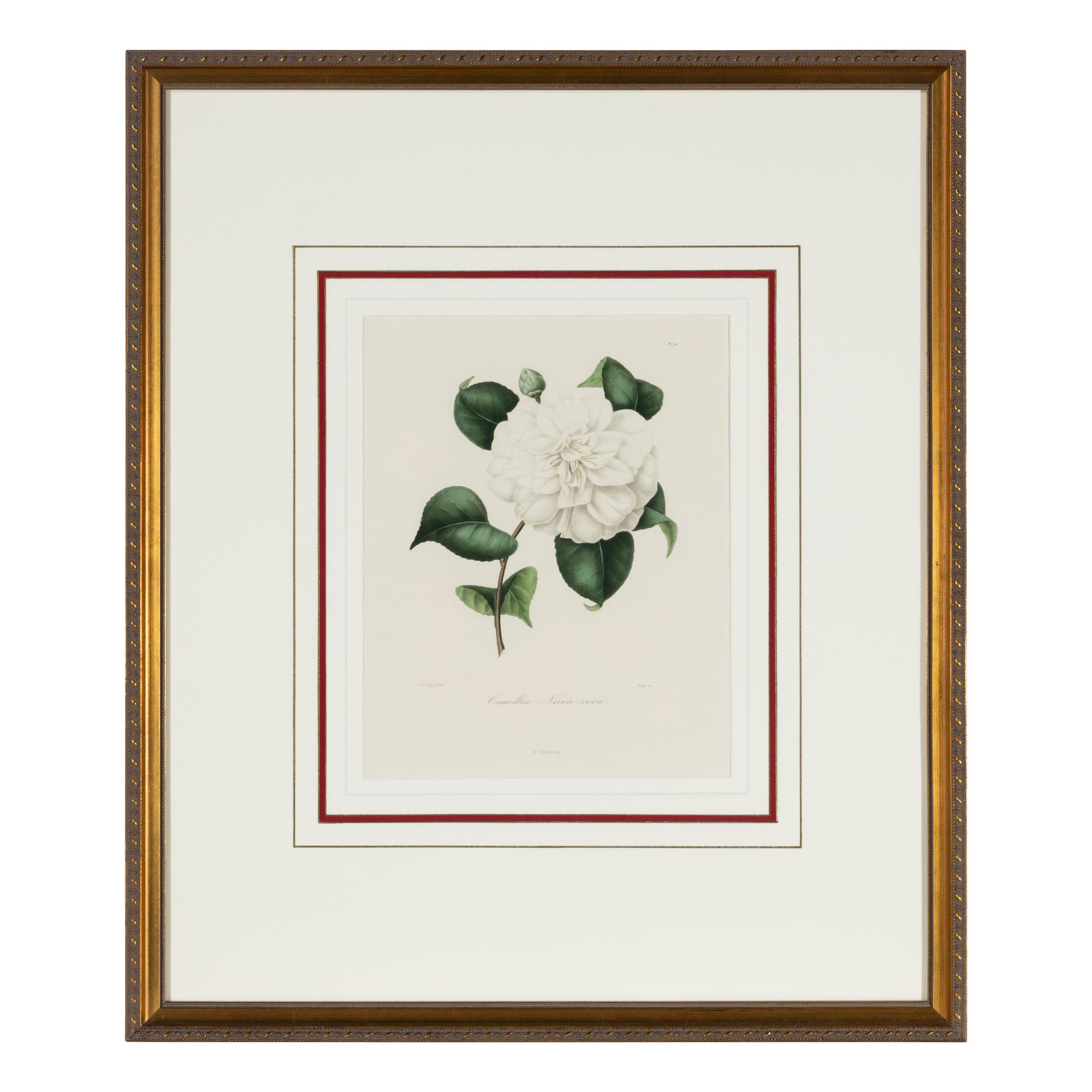 A Set of Five French Botanical Prints