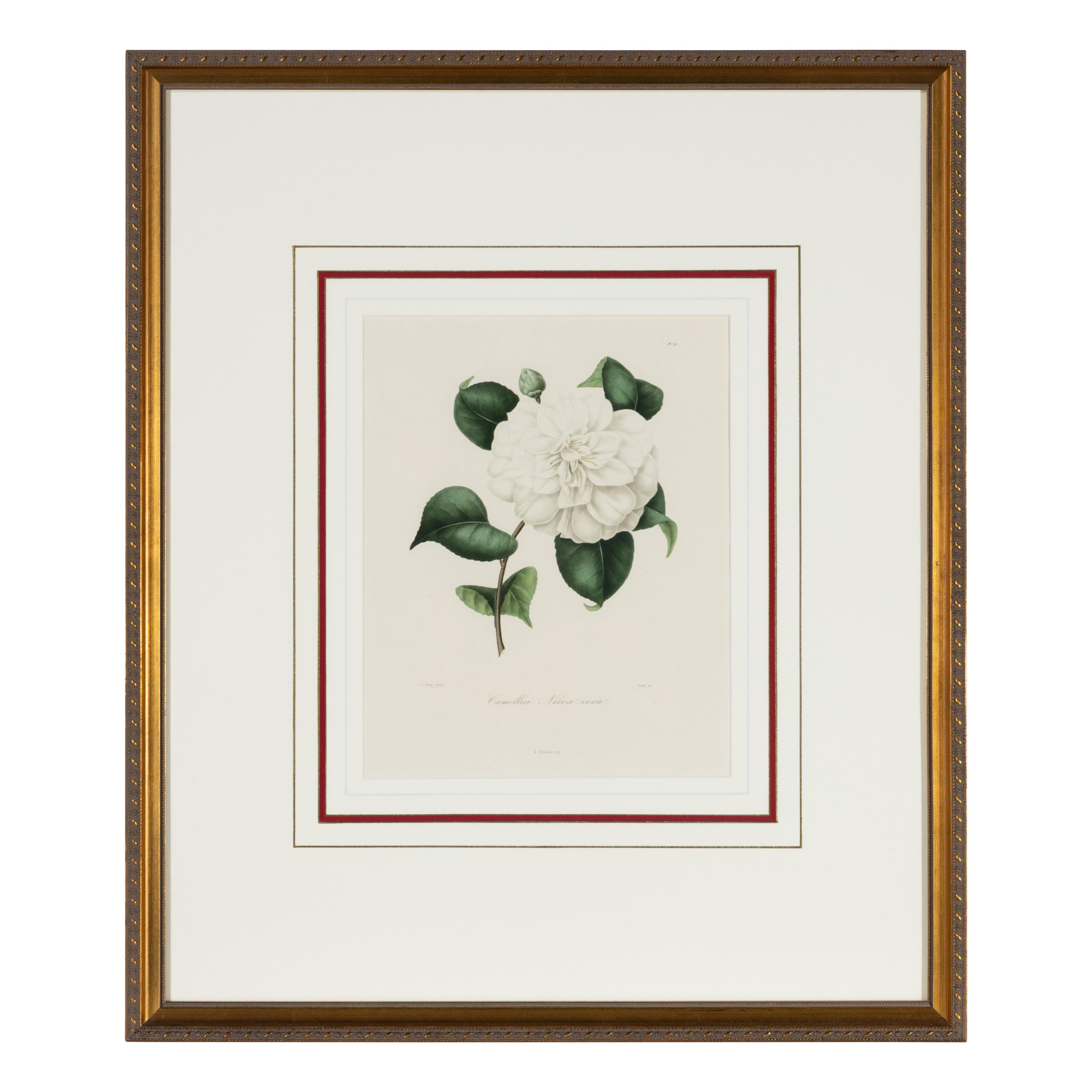 A Set of Five French Botanical Prints