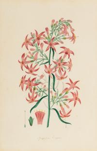 A Collection of Fourteen English Hand-Colored Botanical Engravings
