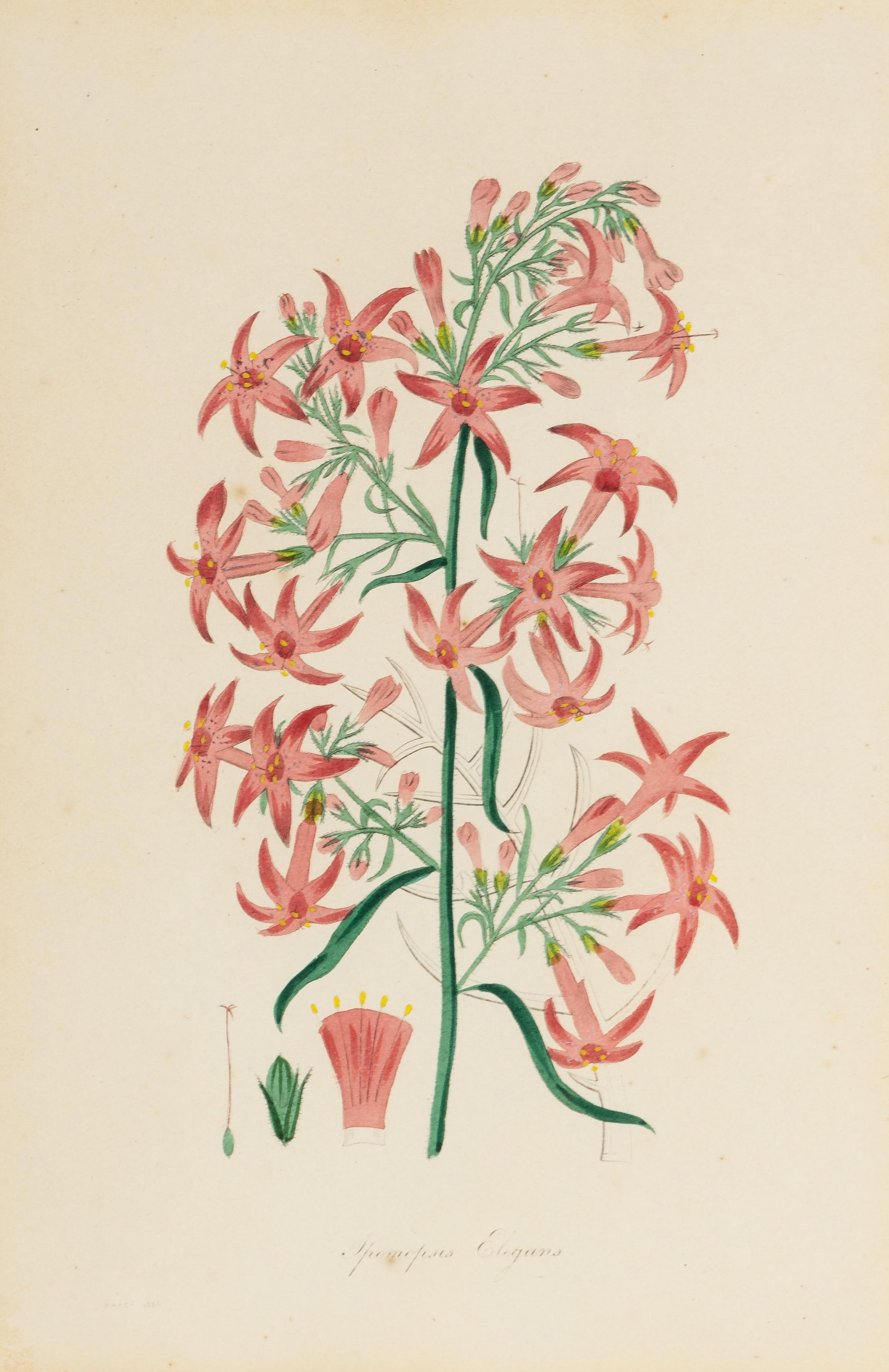 A Collection of Fourteen English Hand-Colored Botanical Engravings