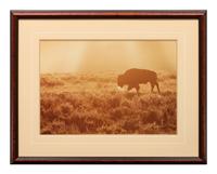A Summer Morning- Yellowstone , edition 79/950