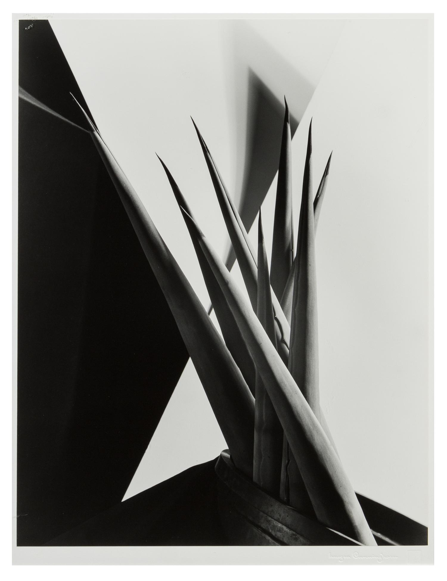 Imogen Cunningham, (American, 1883-1976), Agave Design 1