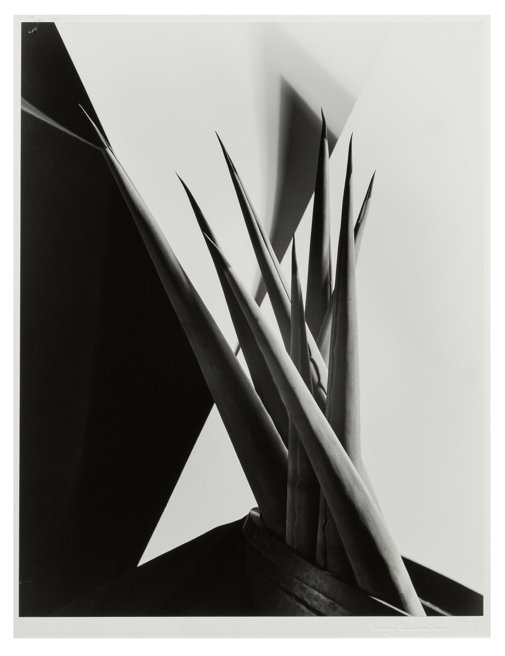 Imogen Cunningham, (American, 1883-1976), Agave Design 1