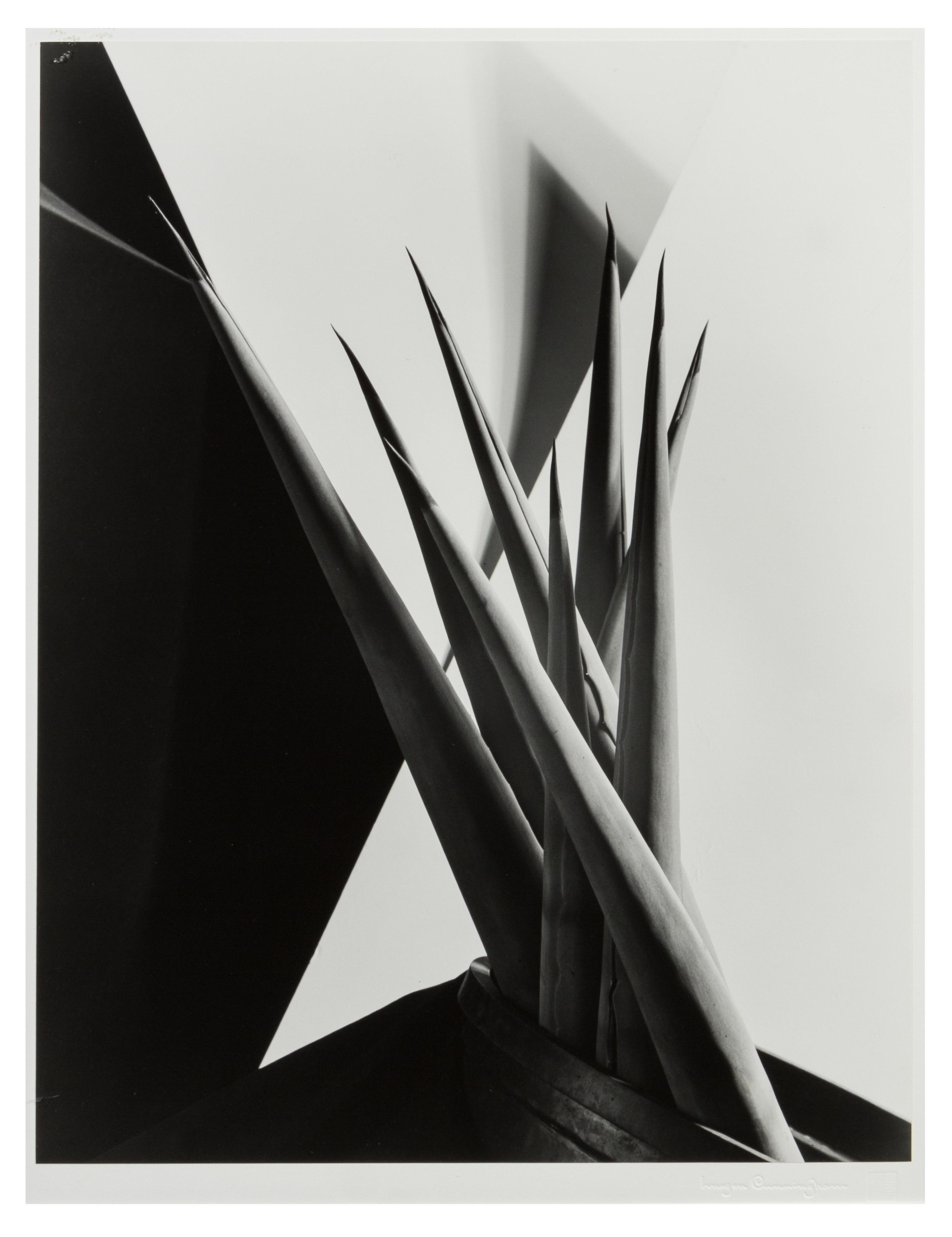 Imogen Cunningham, (American, 1883-1976), Agave Design 1