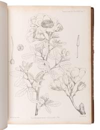 [EXPLORATION -- AFRICA]. PEKE, John Hanning (1827-1864), James Augustus GRANT (1827-1892), and Daniel OLIVER, editor (1830-1916). Botany of the Speke and Grant Expedition . London: Taylor and Francis, 1872.