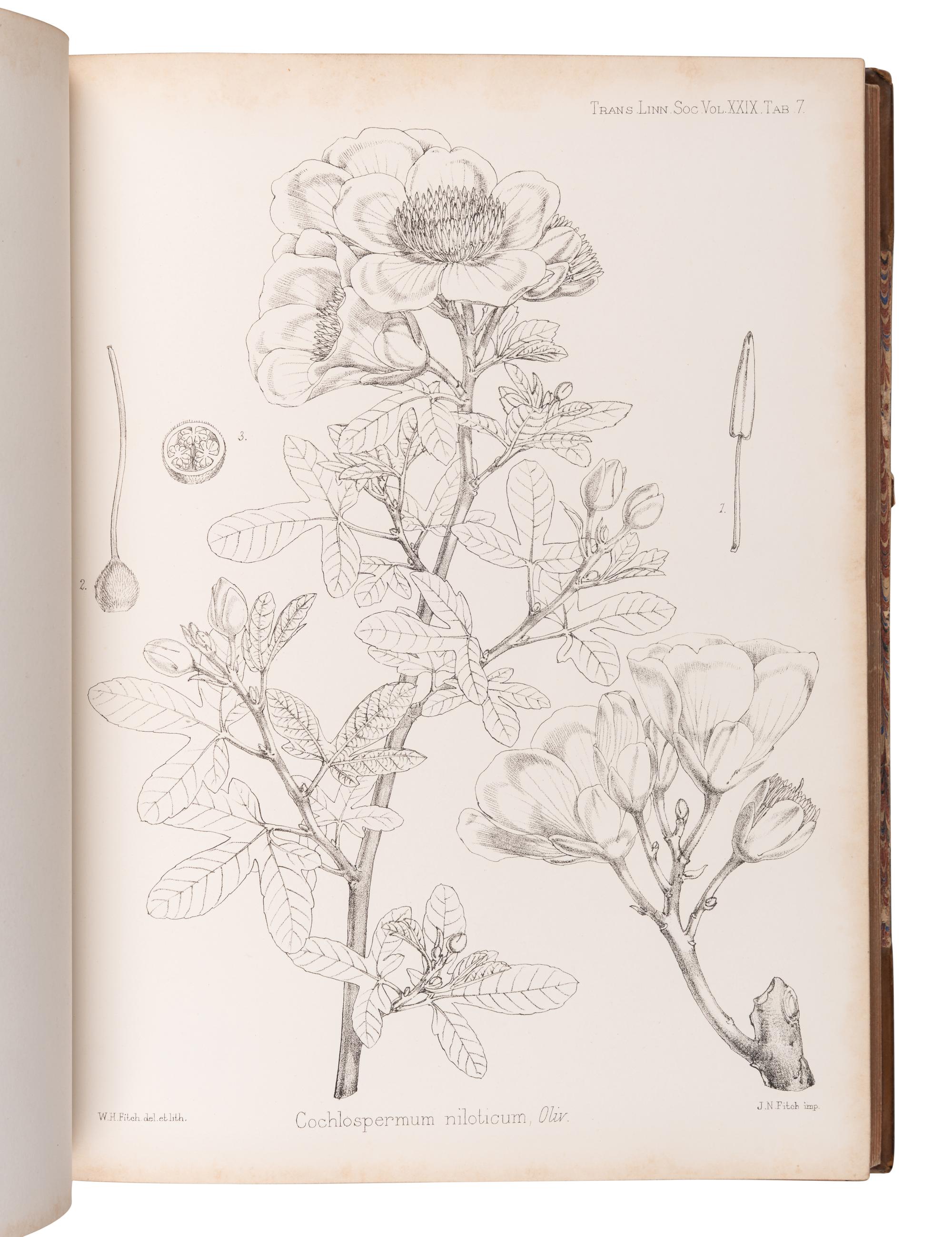 [EXPLORATION -- AFRICA]. PEKE, John Hanning (1827-1864), James Augustus GRANT (1827-1892), and Daniel OLIVER, editor (1830-1916). Botany of the Speke and Grant Expedition . London: Taylor and Francis, 1872.