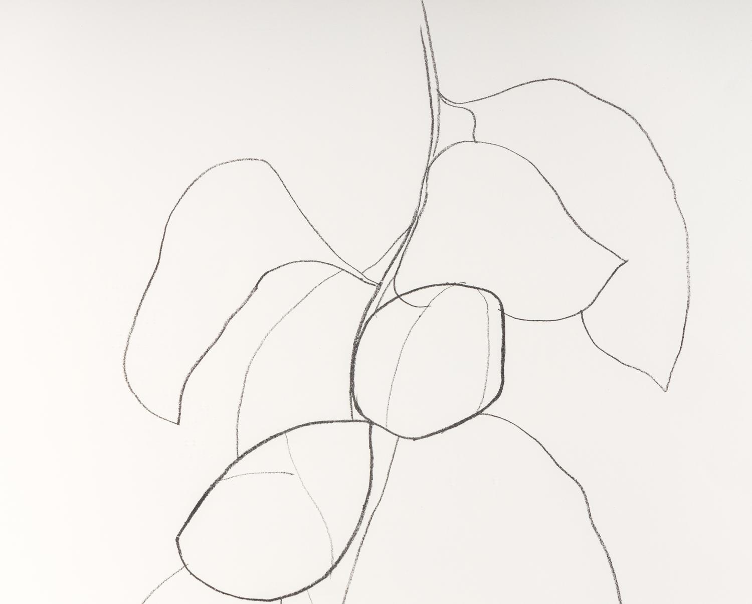 Camellia III (from Suite of Plant Lithographs ), 1964-1965
