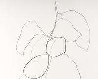 Camellia III (from Suite of Plant Lithographs ), 1964-1965