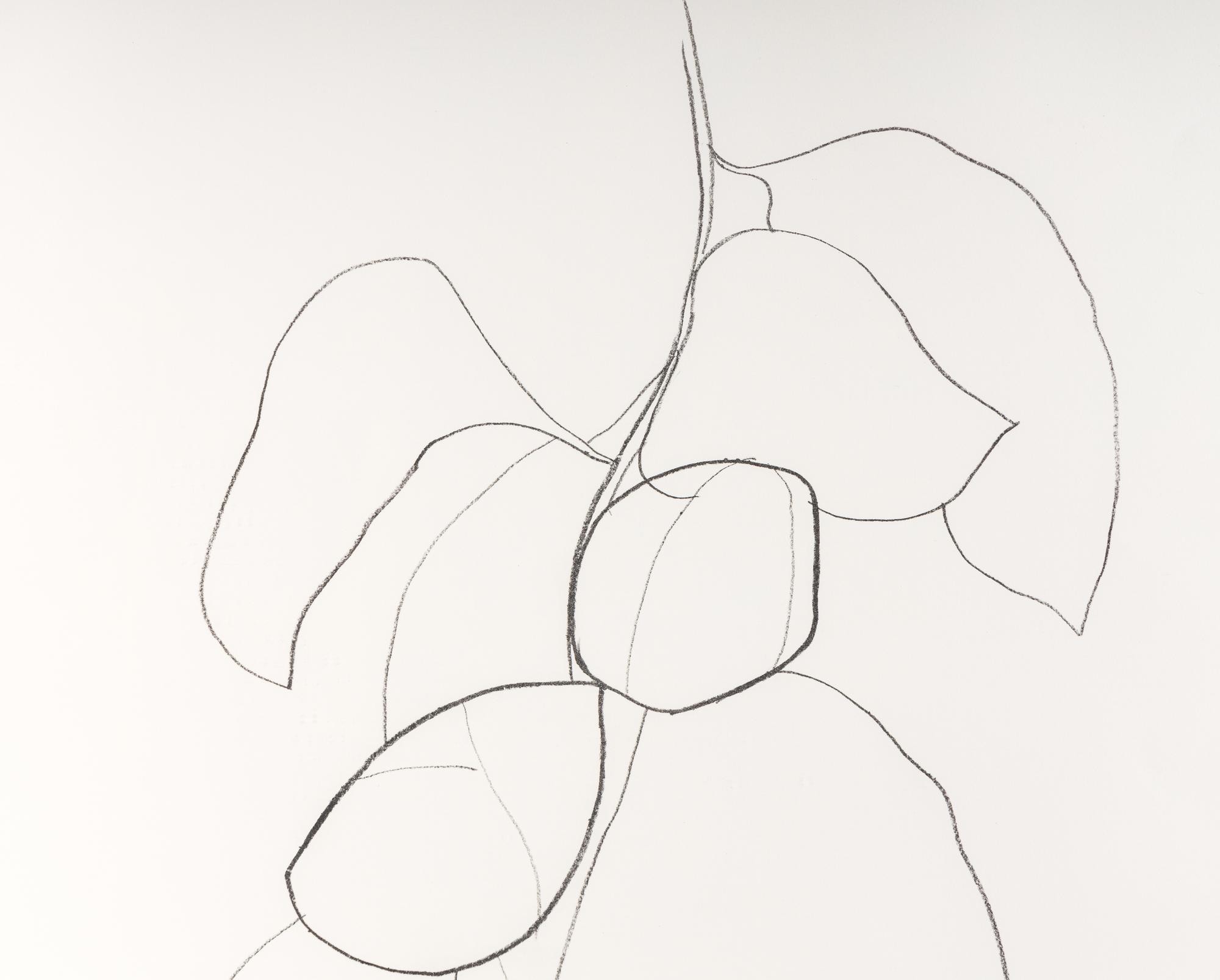 Camellia III (from Suite of Plant Lithographs ), 1964-1965