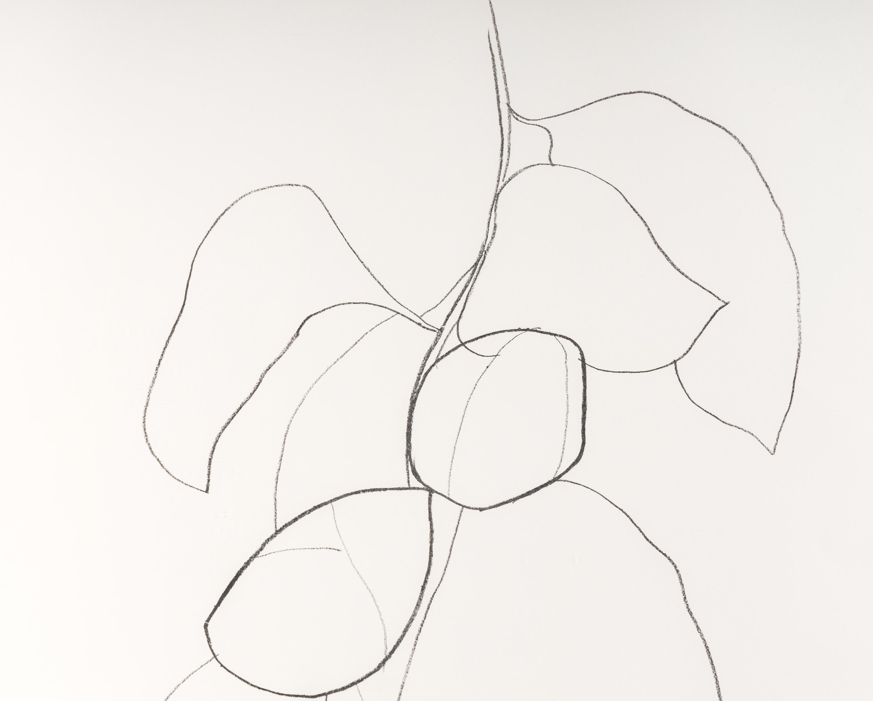 Camellia III (from Suite of Plant Lithographs ), 1964-1965
