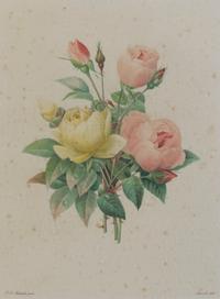 Four French Handcolored Botanical Engravings, Pierre Joseph Redoute (1759-1840), Height of first 13 3/4 x 10 1/4 inches (visible).