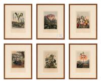 [NATURAL HISTORY]. THORNTON, Robert John (1768-1837). A group of 6 botanical plates from Thornton's 1812 quarto edition Temple of Flora . [London: for the author, 1812].