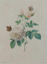 Four French Handcolored Botanical Engravings, Pierre Joseph Redoute (1759-1840), Height of first 13 3/4 x 10 1/4 inches (visible).