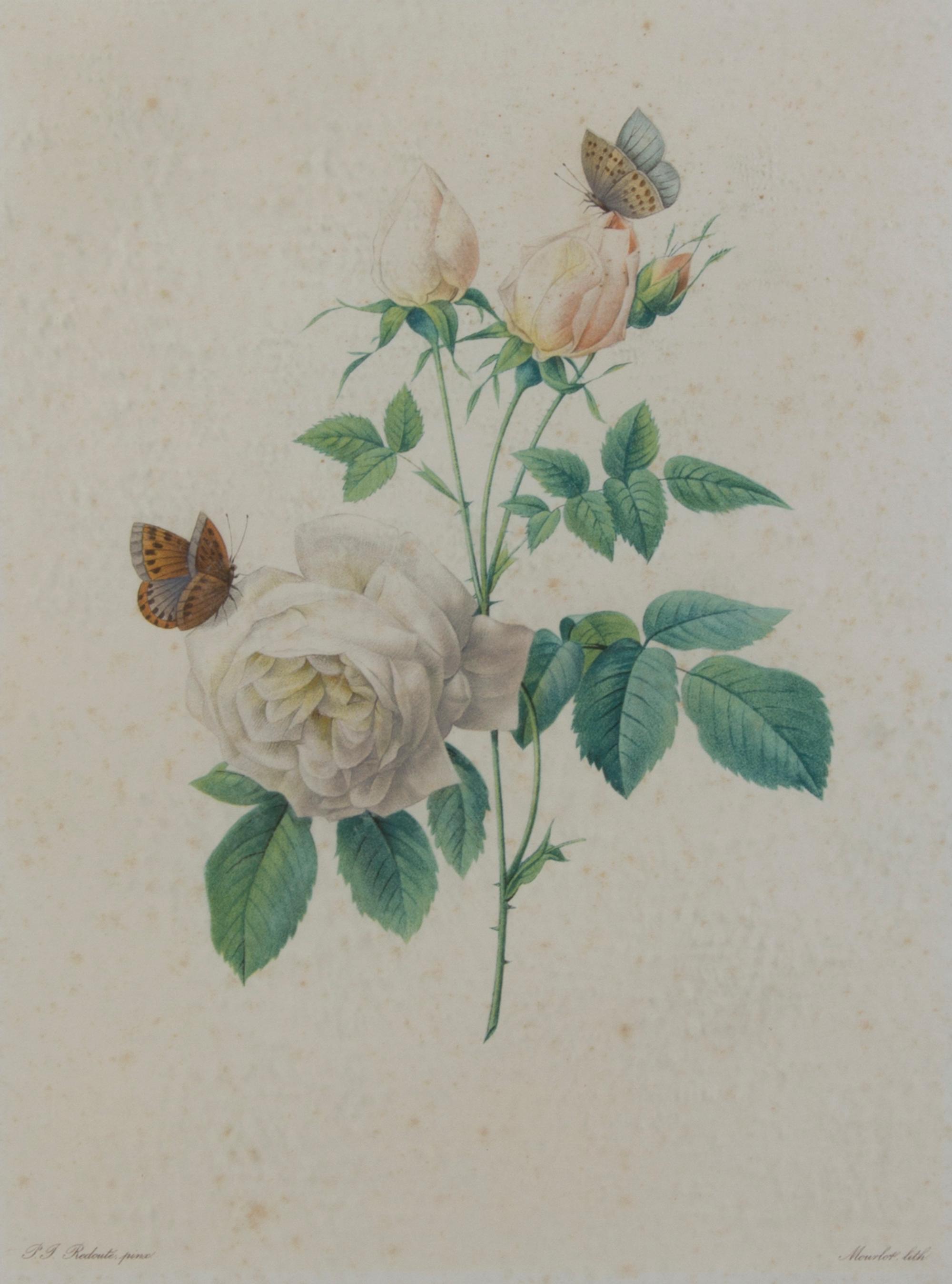 Four French Handcolored Botanical Engravings, Pierre Joseph Redoute (1759-1840), Height of first 13 3/4 x 10 1/4 inches (visible).
