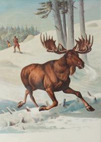 Eight Hand Colored Animal Prints Height 7 1/2 x width 10 3/4 inches (largest) — LATE 19TH/EARLY 20TH CENTURY