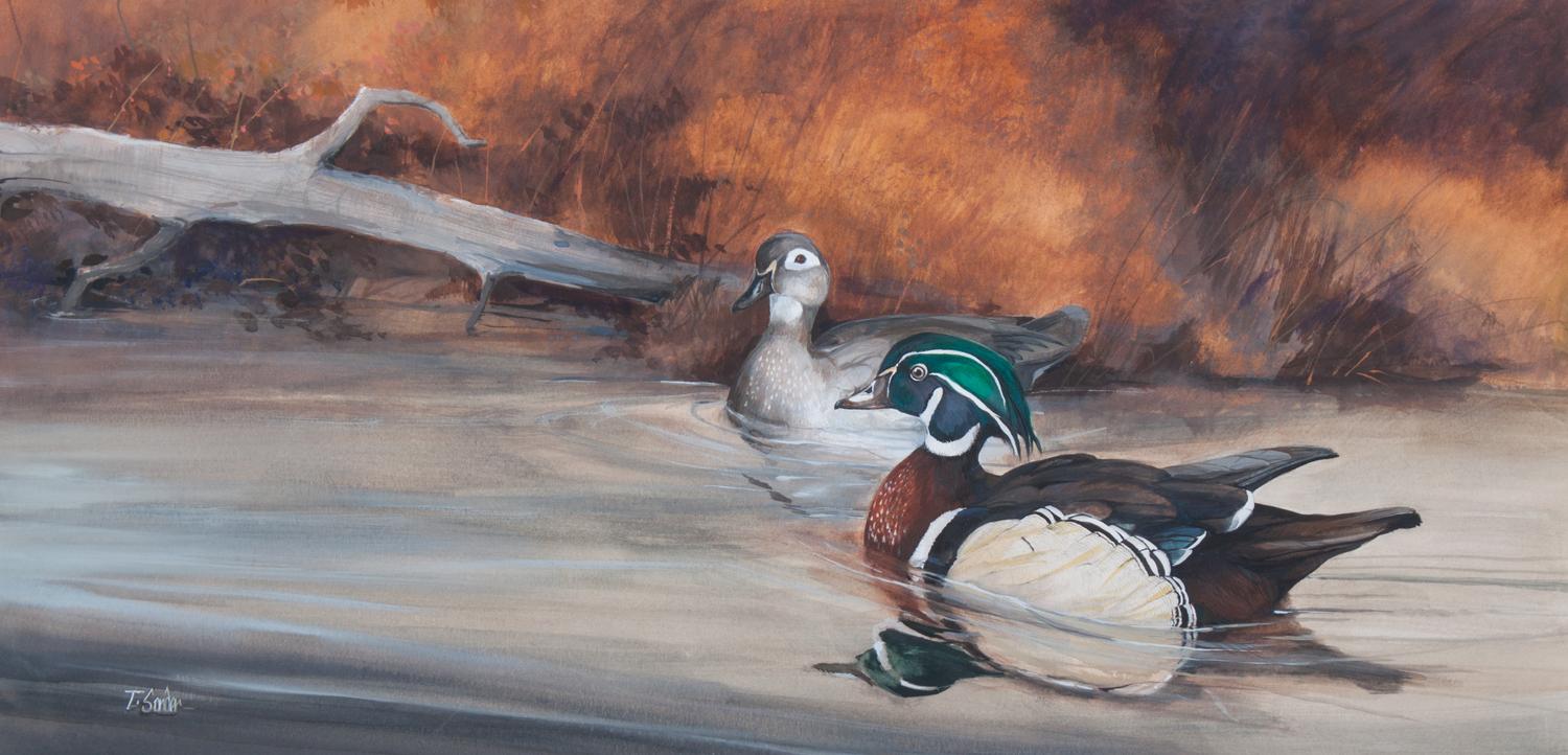 Tom Sander, (American, b. 1938), Wood Ducks