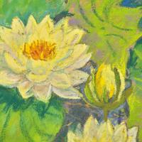 Waterlilies