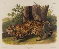 AUDUBON, John James (1785-1851), after Red-breasted Morganser (Plate CCCCI). Mergus Serrator . -- Common or Virginian Deer (Plate CXXXVI). Cervus Virginianus . -- The Jaguar (Plate CI). Felis Onca .--Spotted Grous (Plate CLXXVI). Tetrao Canadensis . -- Raccoon (Plate LXI). Procyon Lotor .