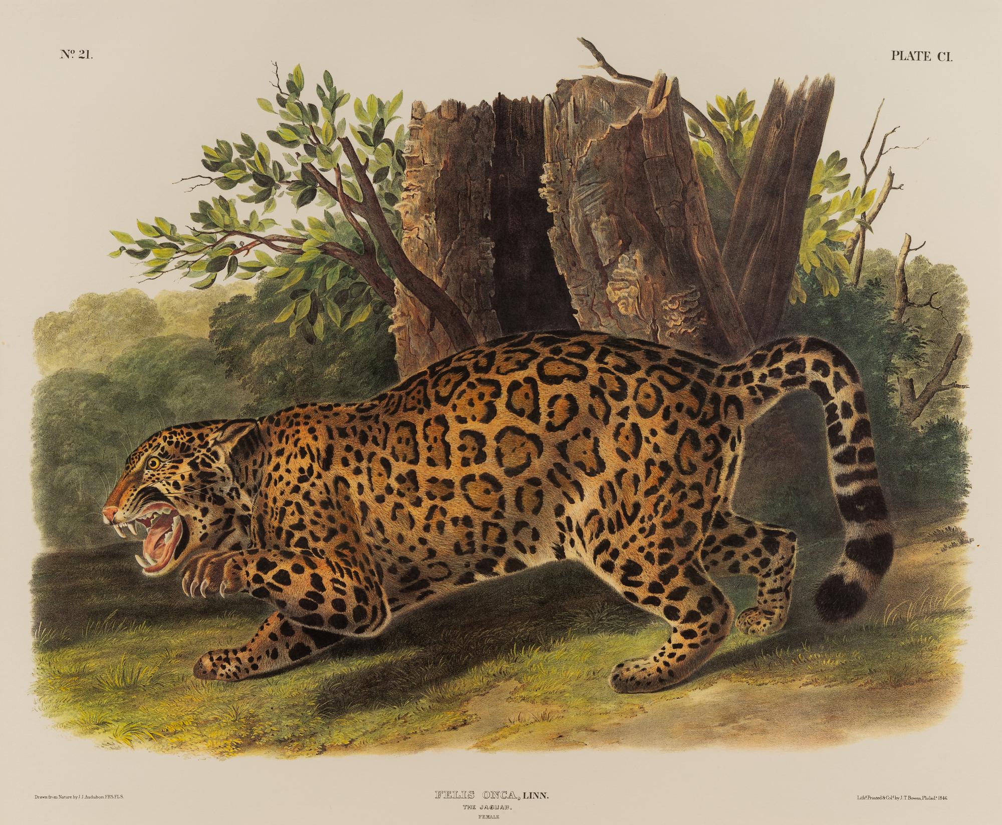 AUDUBON, John James (1785-1851), after Red-breasted Morganser (Plate CCCCI). Mergus Serrator . -- Common or Virginian Deer (Plate CXXXVI). Cervus Virginianus . -- The Jaguar (Plate CI). Felis Onca .--Spotted Grous (Plate CLXXVI). Tetrao Canadensis . -- Raccoon (Plate LXI). Procyon Lotor .