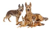 A Group of Four Hutschenreuther Porcelain German Shepherds Width of widest 13 1/2 inches.