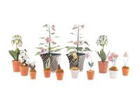 A Group of Twelve Tôle Models of Flowering Plants