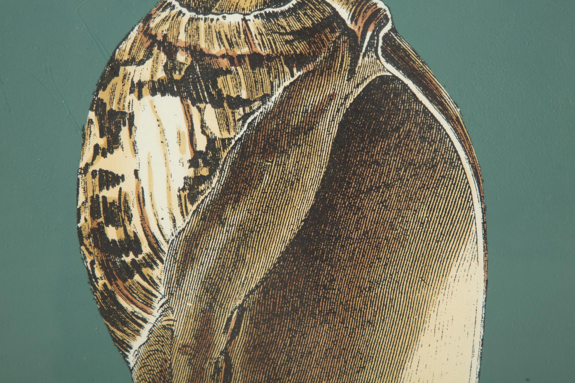 A Pair of Framed Serigraphs of Seashells