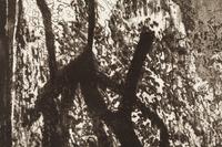 Untitled , c. 1950
