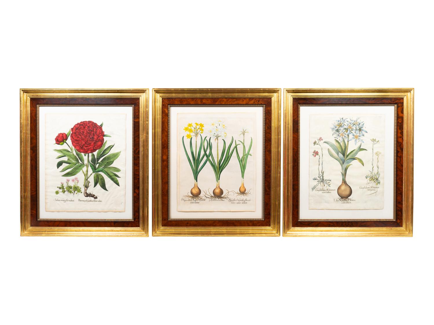 A Set of Nine Hand-Colored Botanicals After Basilius Besler — (German, 1561–1629)
