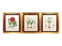 A Set of Nine Hand-Colored Botanicals After Basilius Besler — (German, 1561–1629)