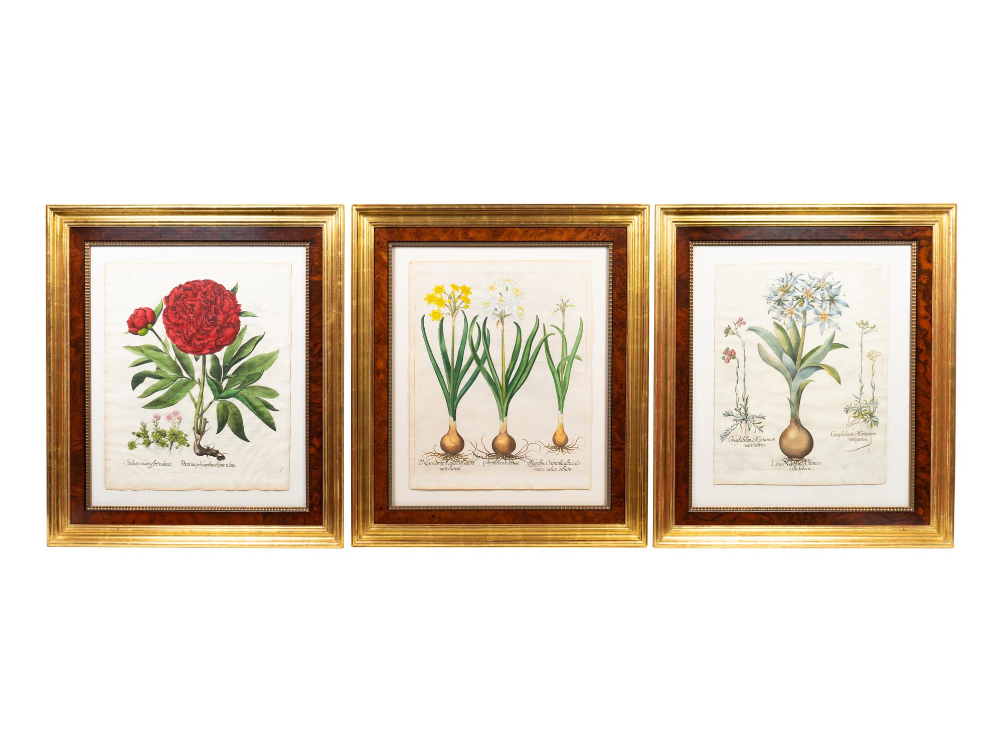 A Set of Nine Hand-Colored Botanicals After Basilius Besler — (German, 1561–1629)
