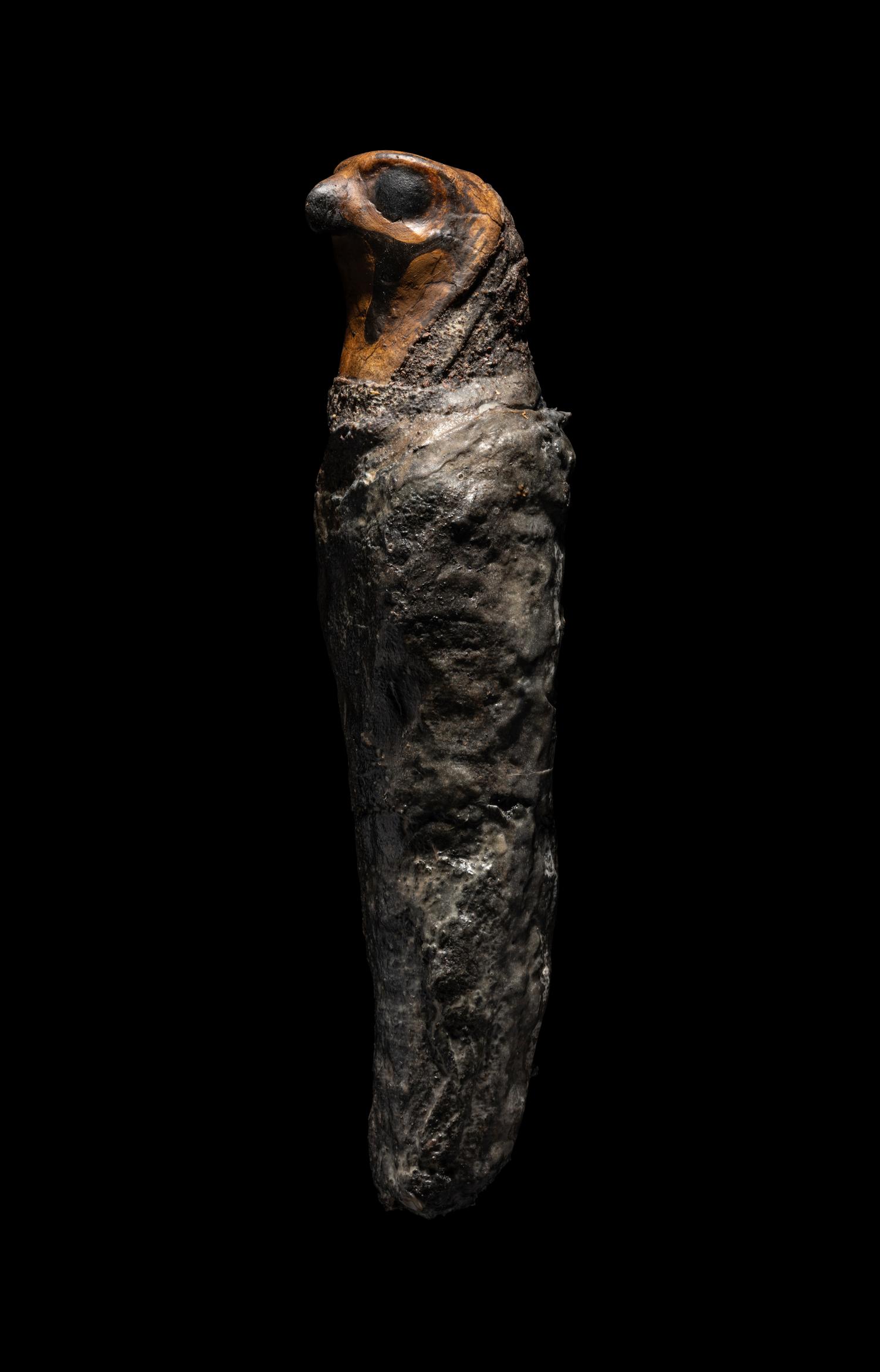 An Egyptian Falcon Mummy