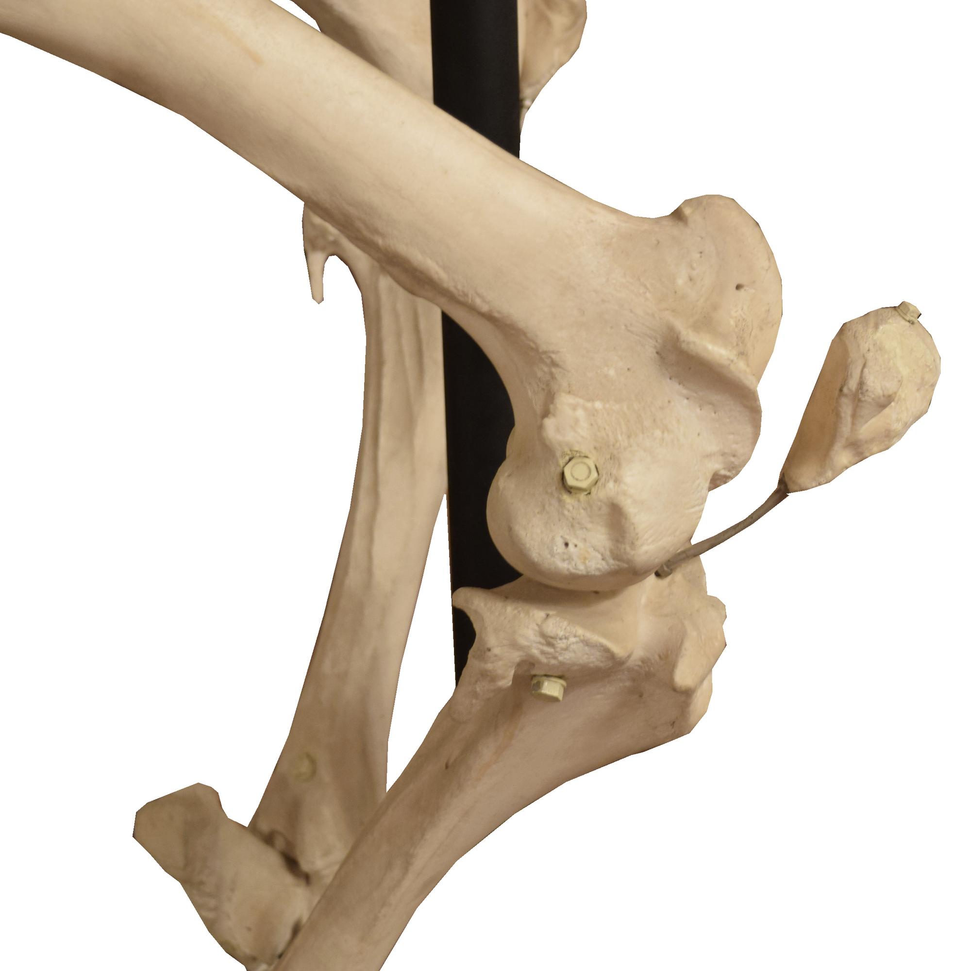 An Anatomical Model of a Cow Skeleton 92" W x 24" D x 52" H — Germany, Mid-20th Century