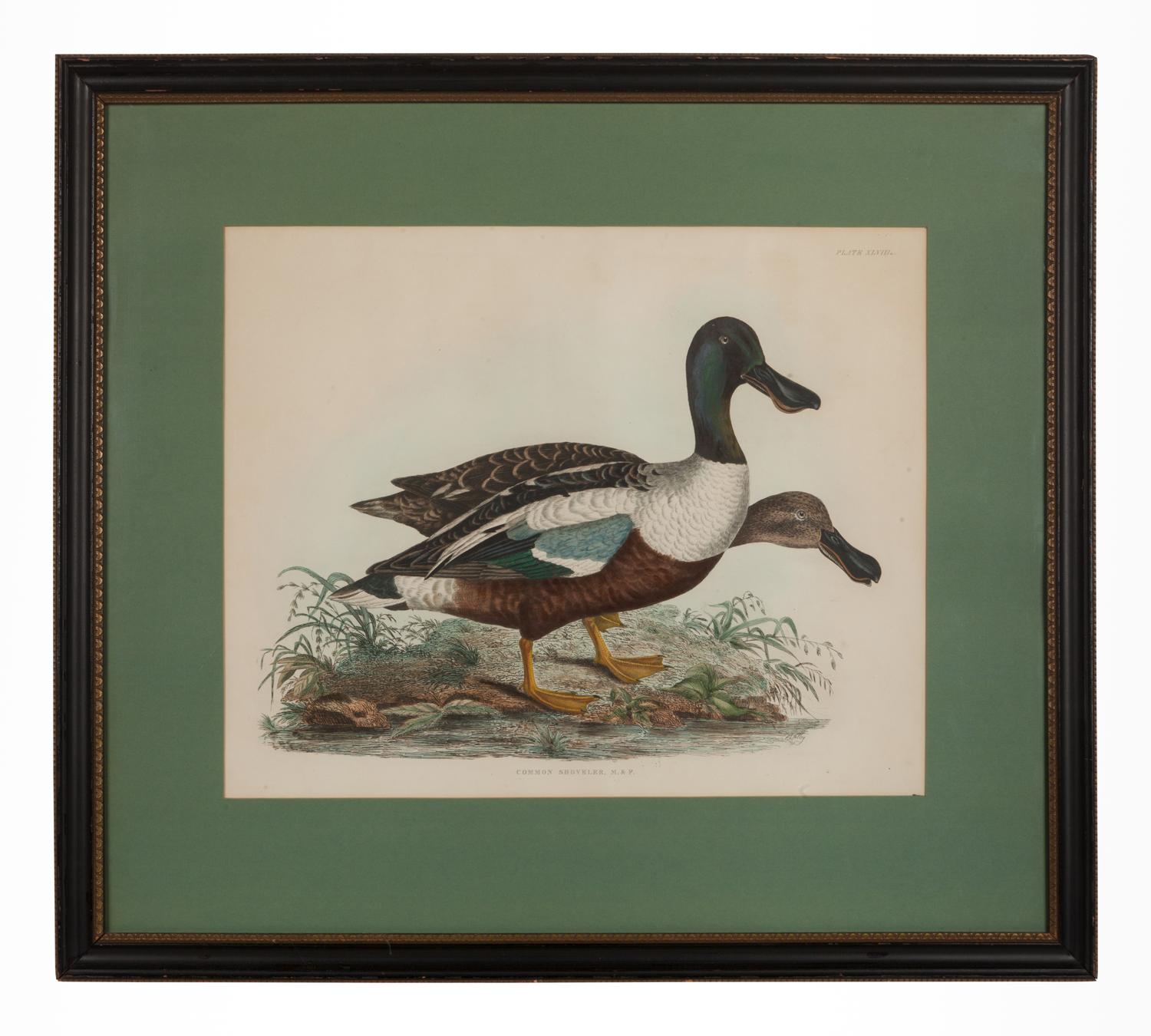 Common Shoveler