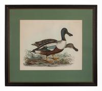Common Shoveler