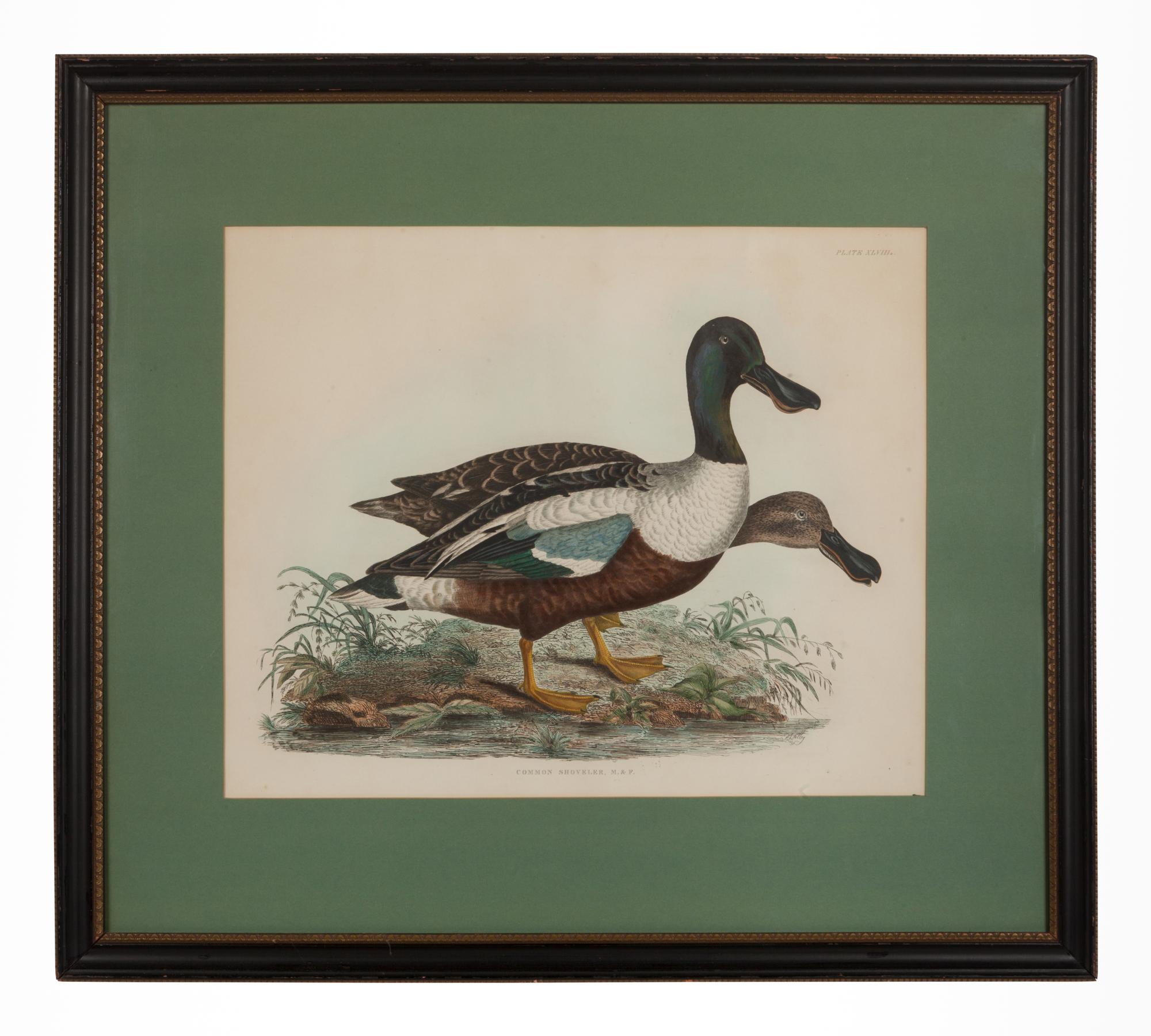 Common Shoveler