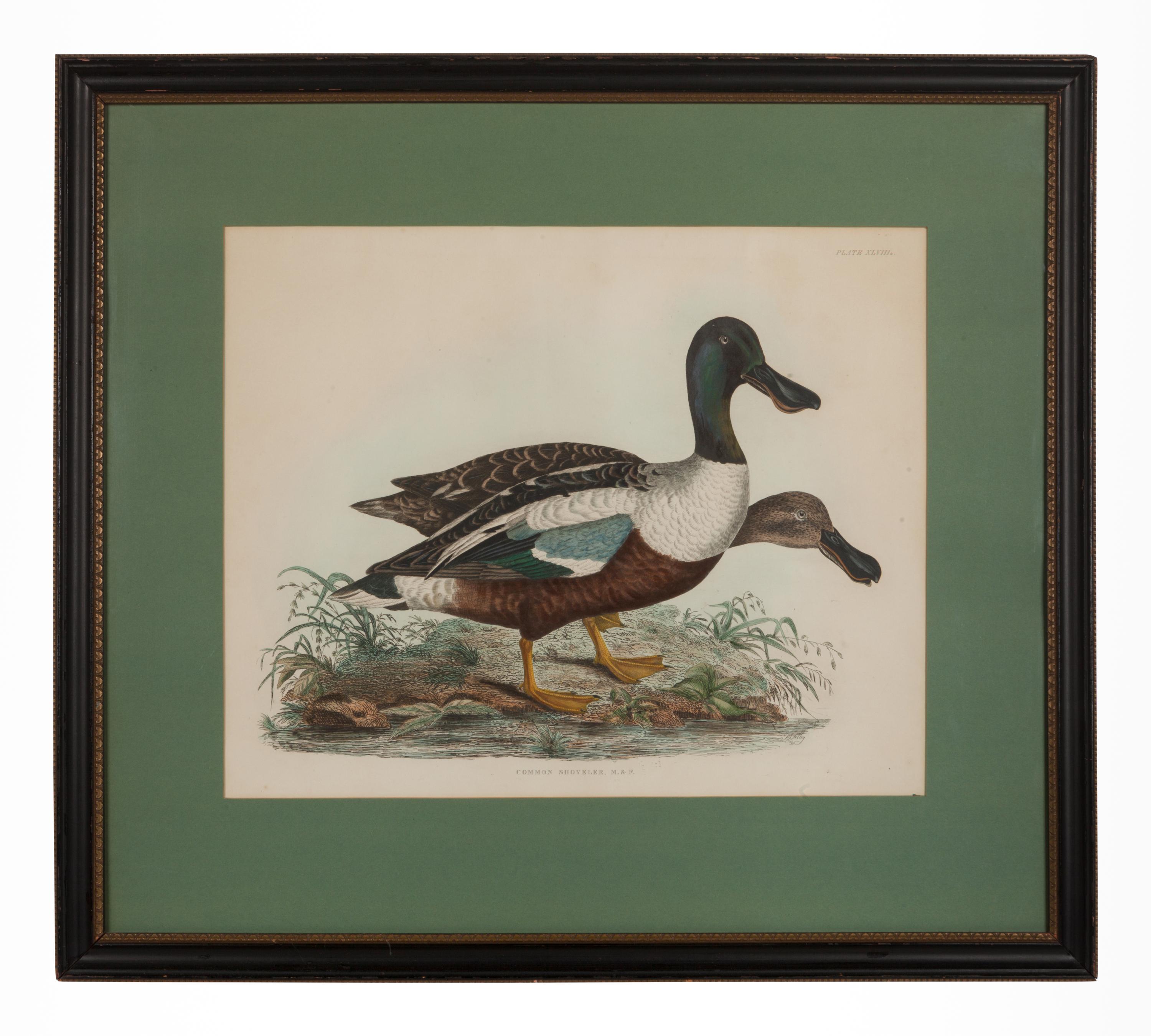 Common Shoveler