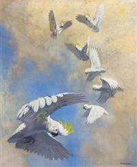 Untitled (A Company of Cockatoos)