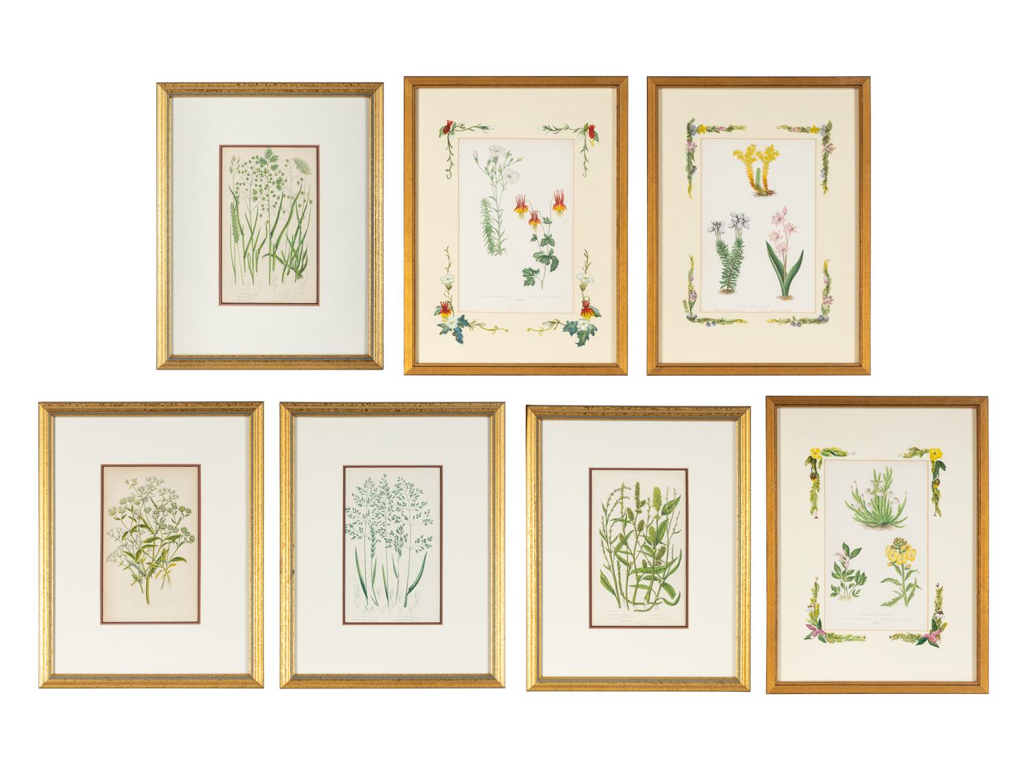 A Group of Seven Botanical Prints in Giltwood Frames