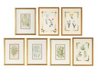 A Group of Seven Botanical Prints in Giltwood Frames