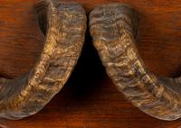 A Taxidermy Ram Horn Wall Mount