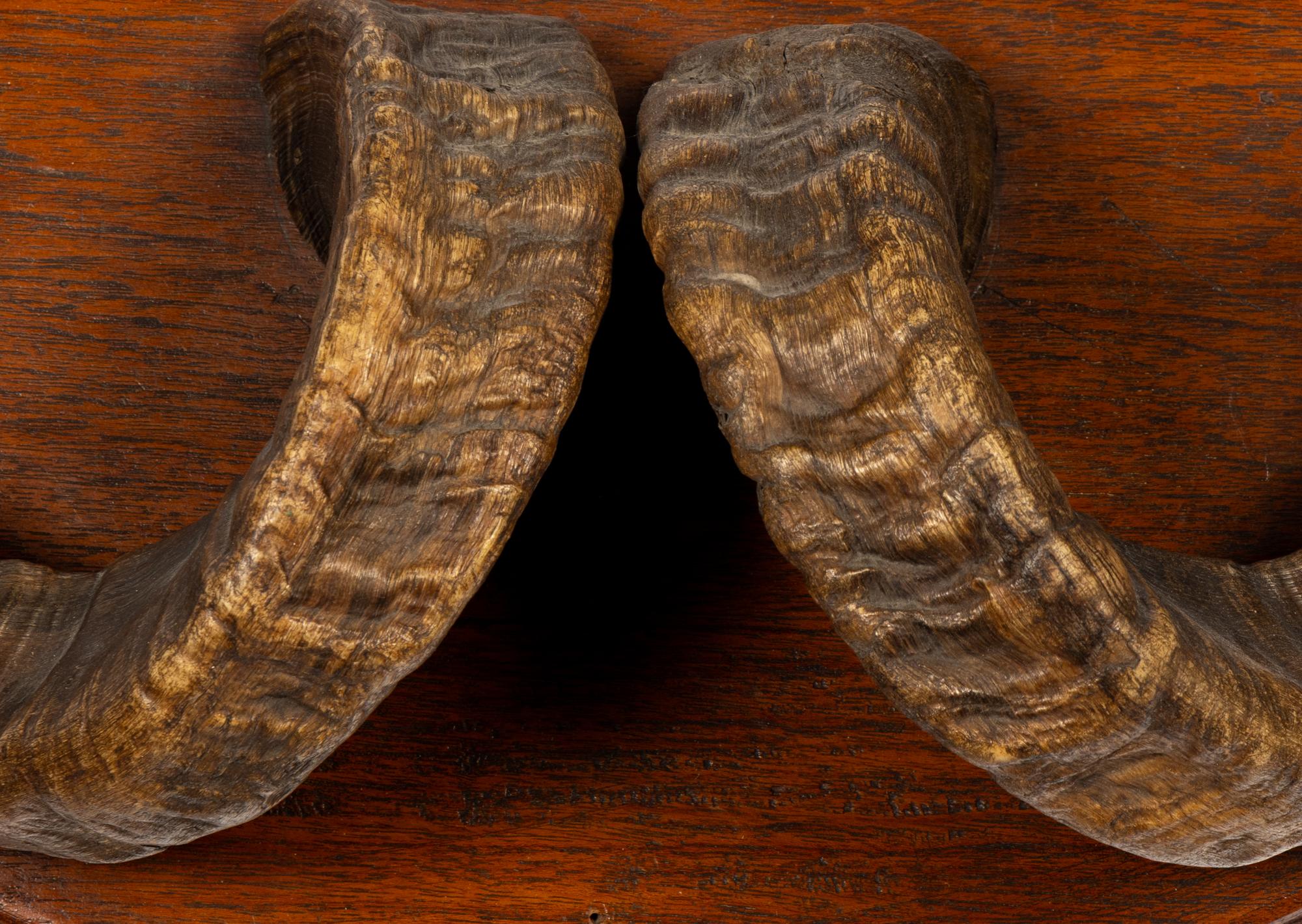 A Taxidermy Ram Horn Wall Mount