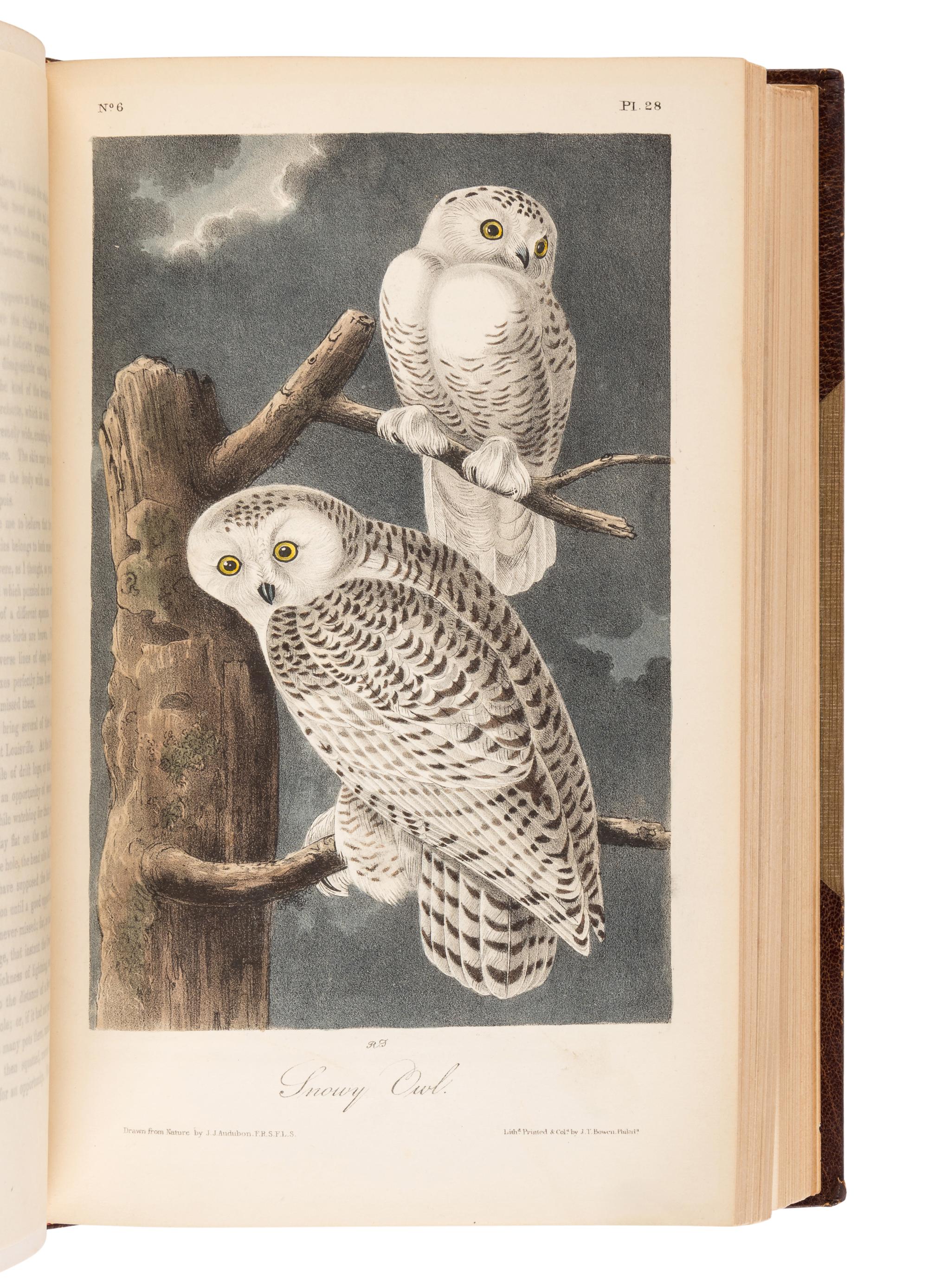 AUDUBON, John James (1785-1851). The Birds of America, from Drawings Made in the United States and their Territories . New York and Philadelphia: J.J. Audubon and J.B. Chevalier, [1839-] 1840-1844.