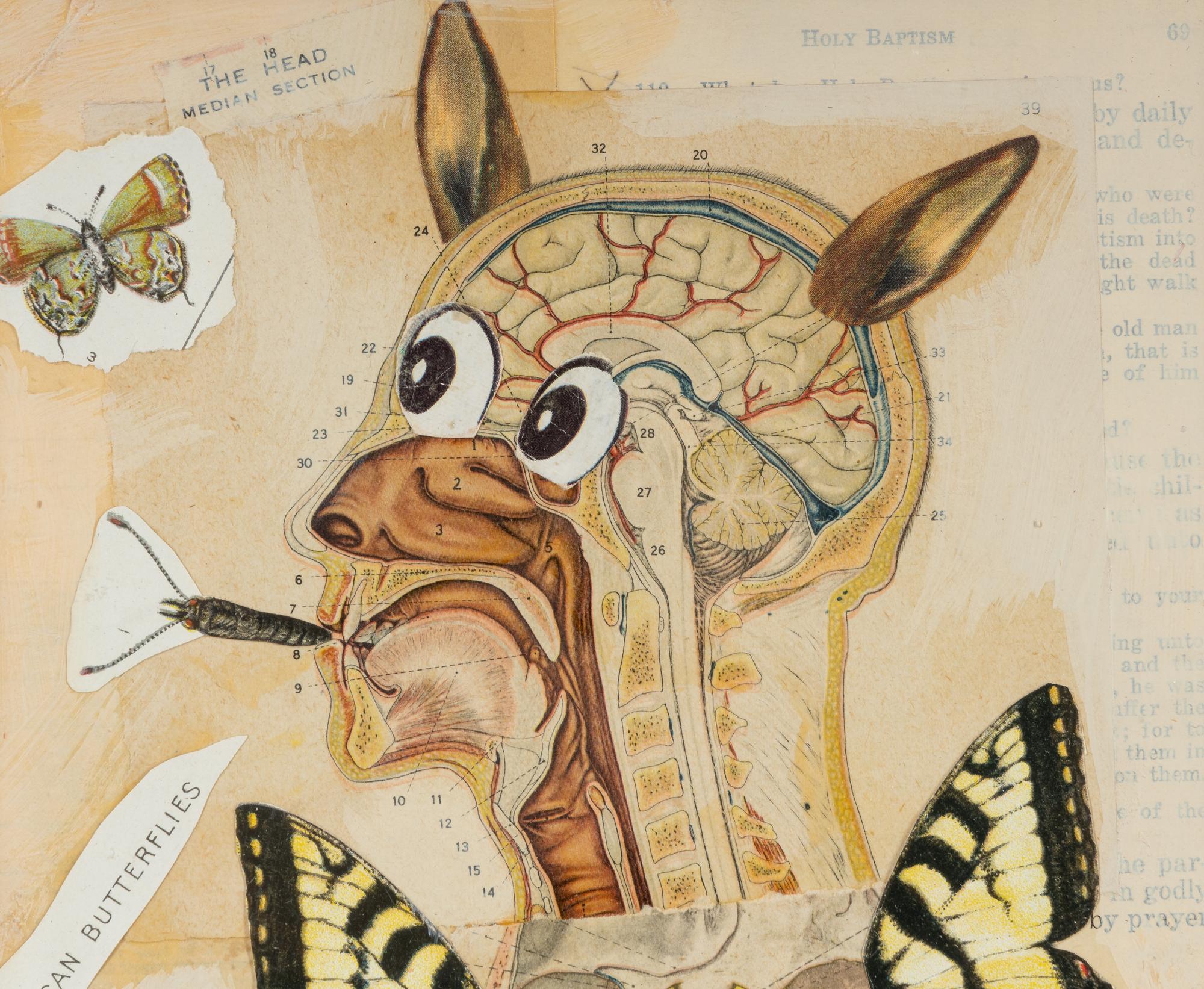 Untitled (American Butterflies), 1997