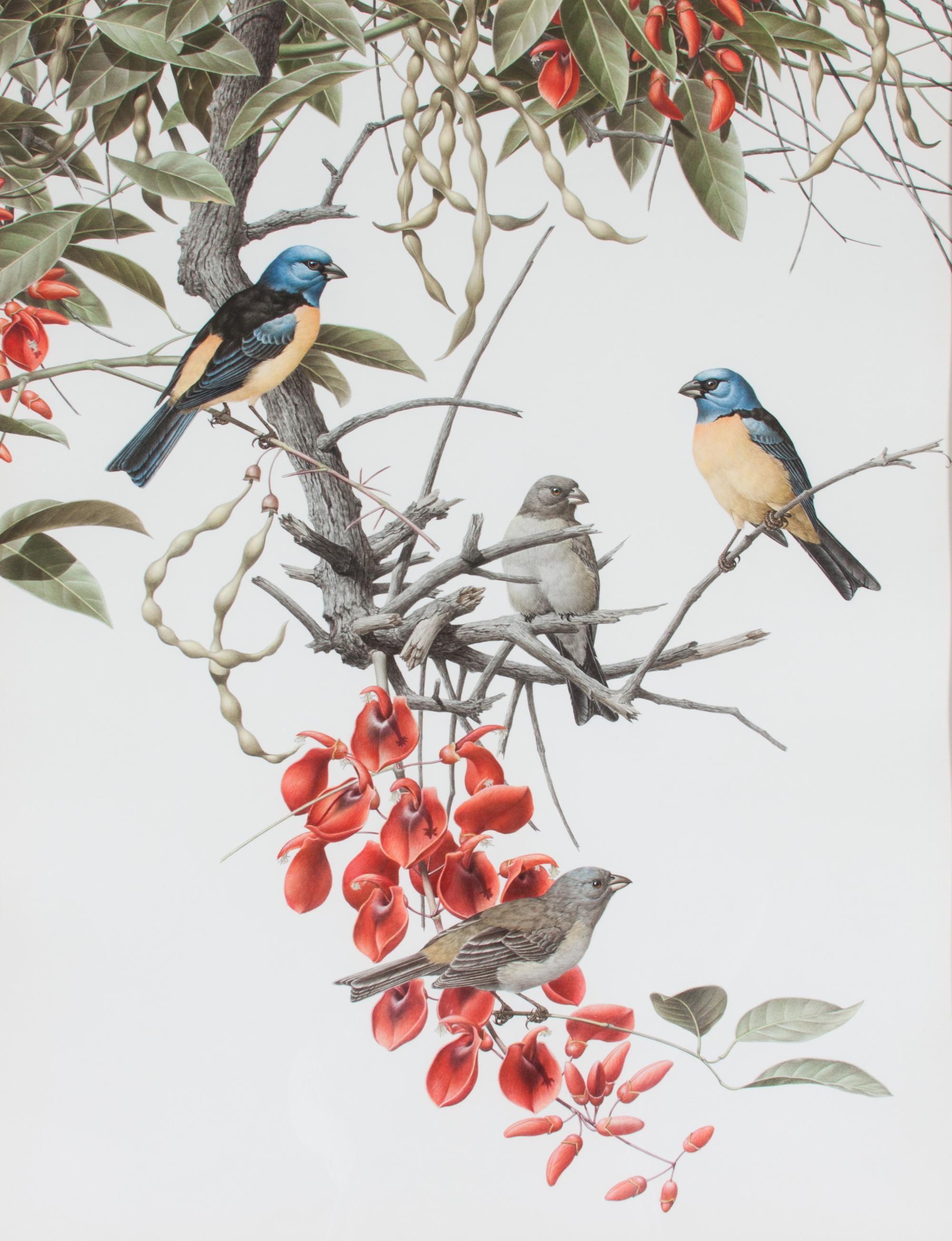 Axel Amuchastegui, (Argentinean, 1921-2002), Blue and Yellow Tanager