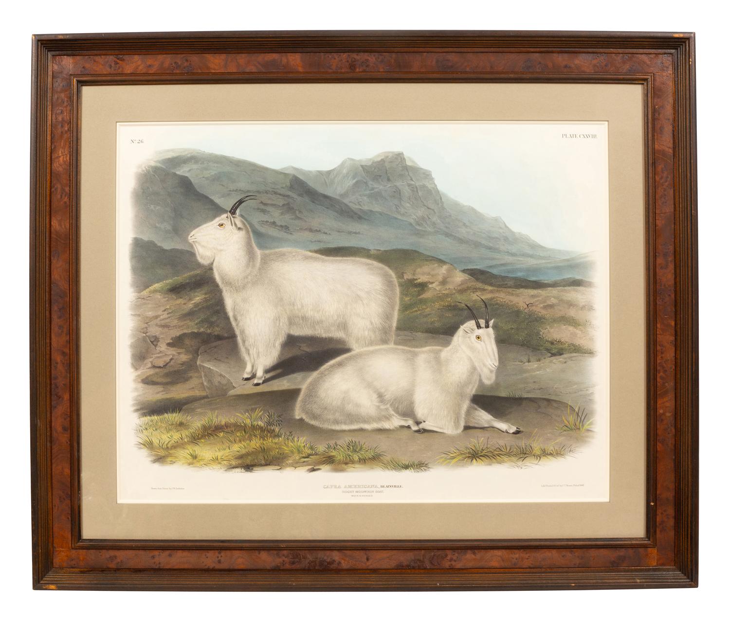 Capra Americana (Rocky Mountain Goat)