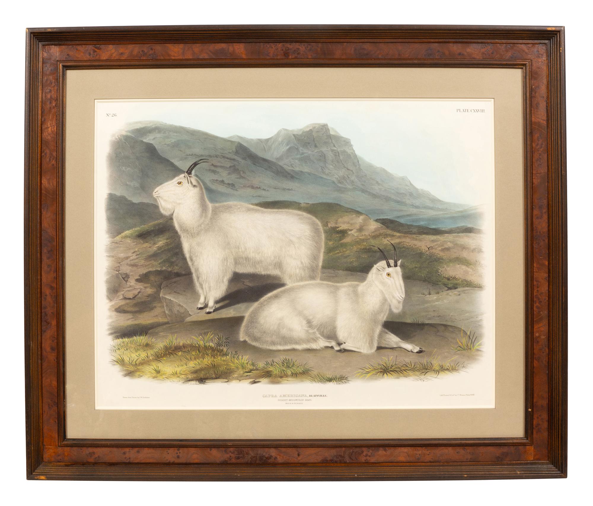 Capra Americana (Rocky Mountain Goat)